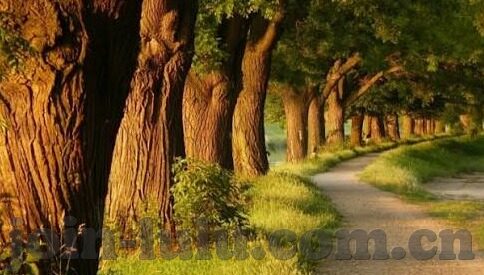 糖心app苹果破解版-揭秘糖心APP苹果破解版 —— 数字时代的灰色边缘